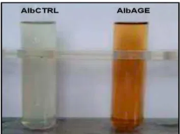 Figura  5  -  Albumina  controle  não  glicada  (AlbCTRL)  e  albumina  modificada  por  glicação  avançada (AlbAGE) ao final do processo de glicação in vitro da albumina de rato