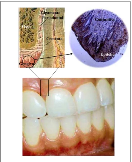 Figura 2 –  Representação esquemática da arquitetura dos tecidos periodontais. 