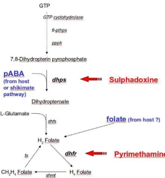 Figure  1.10  -  Folate  pathway  in  Plasmodium  parasites,  showing  the  target  enzyme  for  two  commonly used folate antagonists