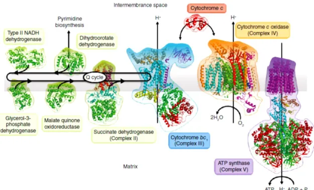 Figure 1.16 – Representative diagram of Plasmodium mitochondrial electron transport chain