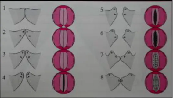 Figura 1- Ciclo vibratório normal da prega vocal (Imamura, Tsuji, Sennes, 2003) 