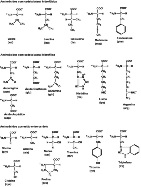 Figura 2.2: Classicação dos vinte aminoácidos padrões encontrados em proteínas.