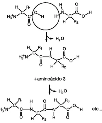 Figura 2.3: Processo de formação de uma ligação peptídica.