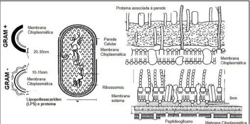 Figura 2 – Esquema das estruturas das paredes celulares de gram-positivas e de gram-negativas Fonte: adaptado de Morreira e Siqueira