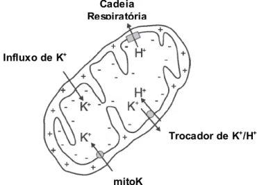 Figura   1:   Transporte   de   K +   através   das  membranas   mitocondriais.   A   membrana  mitocondrial interna apresenta um escape  de K +   para o seu interior que depende do  potencial   de   membrana   gerado   pelo  bombeamento   de   H +   pela 