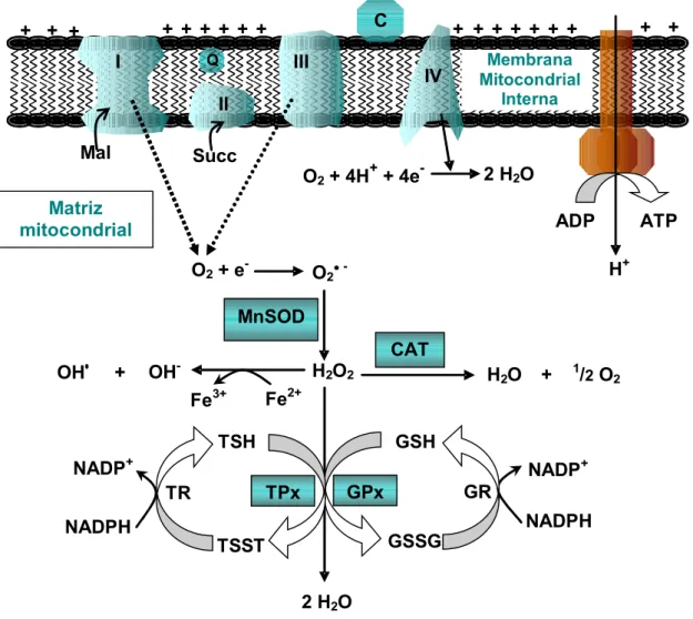 Figura   2:   Formação   e   remoção   de   EROs   na   matriz   mitocondrial.   A   cadeia  respiratória   transporta   elétrons   dos   substratos   de   complexo   I   (Mal   =   malato)   ou  complexo  II  (Succ = succinato)  para o complexo  IV,  onde