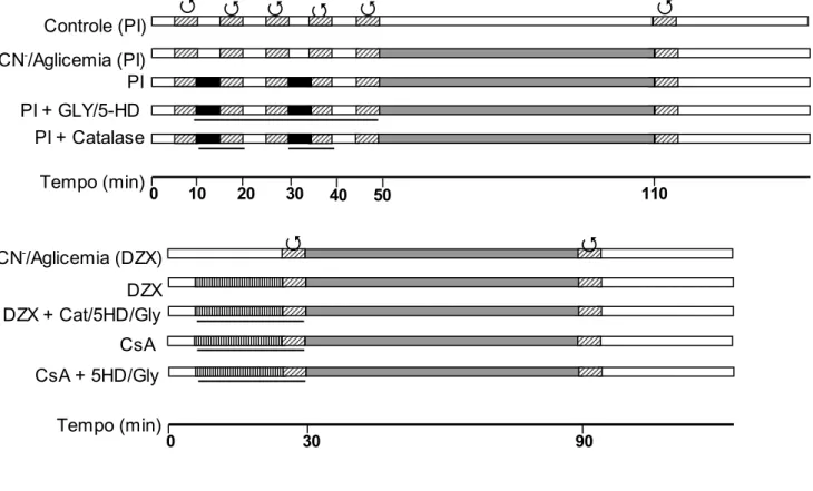 Figura 3: Protocolos Experimentais de Pré-condicionamento em Células  HL-1.  Células controles foram submetidas a centrifugações () para promover  o mesmo dano mecânico