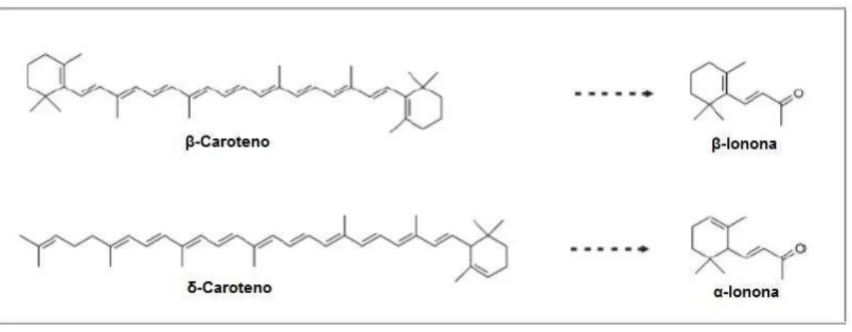 Figura 3. Substratos de carotenóides (da esquerda) sofrem clivagem oxidativa para  se  obterem  os  derivados  apocarotenoides  (direita)