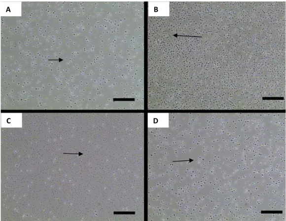 Figura  8  -  Fotomicrografia  das  células  do  cordão  umbilical  de  ovinos  em  cultivo  Protocolo  1