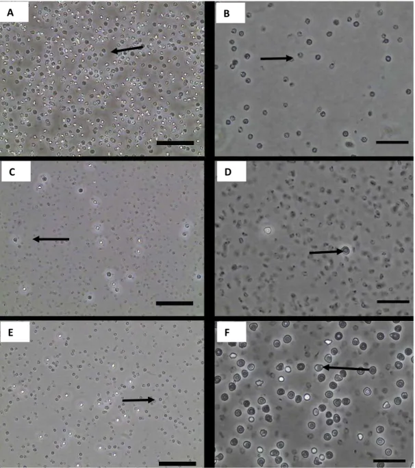 Figura  9  -  Fotomicrografias  das  células  de  sangue  cordão  umbilical  de  ovinos  provenientes  do  Protocolo 2