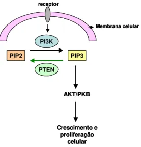 Figura  2:  Esquema  demonstrando  a  ativação  da  via  PKB/AKT.  Fatores  de  crescimento  levados por um receptor de membrana (em cinza) ativam a PI3K (em azul), que transforma  PIP2  (em  laranja)  em  PIP3  (em  amarelo)