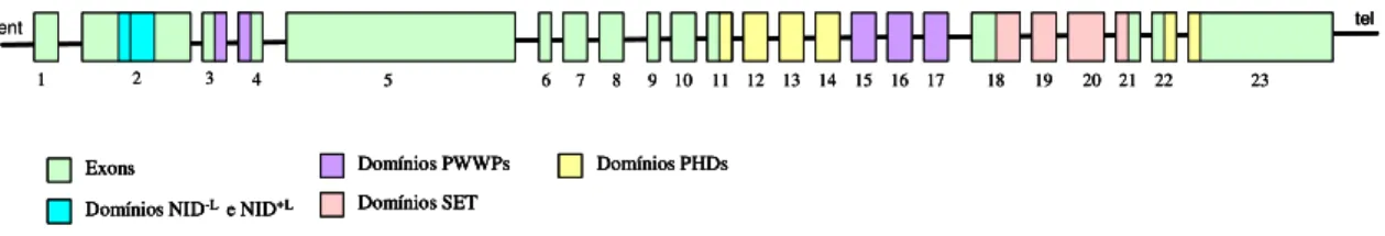 Figura  4 :  Gene NSD1  Humano  e  suas  regiões  codificadoras  dos  domínios  funcionais  SET  (su(var)3-9, enhancer-of-zeste, trithorax), PWWP I e II, e, PHD I, II e III 