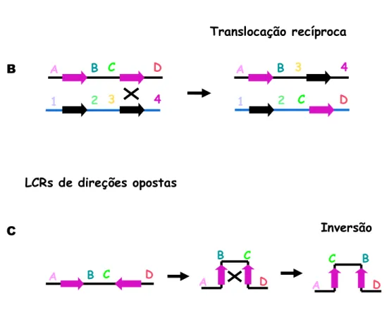 Figura 5: (modificado de Shaffer e Lupski) Recombinação Homologa não Alélica. A: LCRs de  mesma direção em cromátides diferentes, resultando em duplicação ou deleção