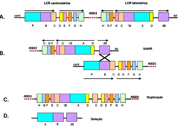 Figura  6:  Esquema  mostrando  a  recombinação  homóloga  não  alélica  entre  as  duas  LCRs  em  NSD1