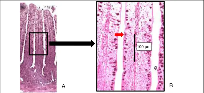 Figura  1  -  Localização  do  terço  médio  do  vilo  em  aumento  de  100  vezes  (A)  e  posterior contagem de células caliciformes (seta vermelha) em aumento  de 400 vezes (B) no jejuno de frangos de corte aos 10 dias de idade 