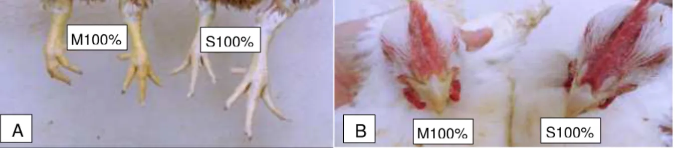 Figura 3 - Pigmentação das canelas (A) e bicos (B) de frangos de corte alimentados  com M100% e S100% 