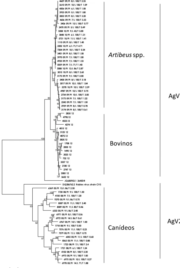 Figura 2 - Árvore de distância com algoritmo Neighbor-Joining e modelo evolutivo MCL para o gene P  de RABV e os respectivos grupos encontrados no presente estudo