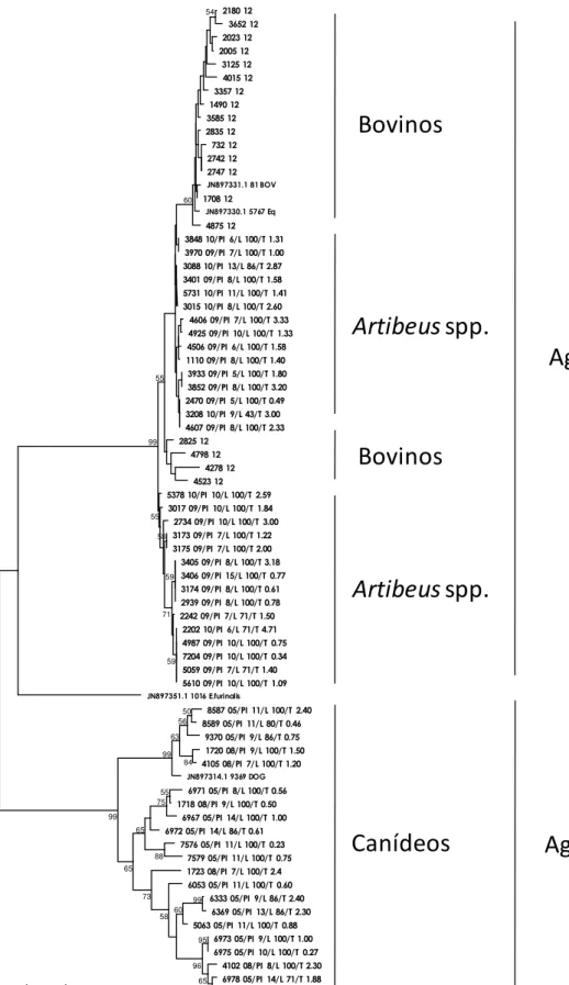 Figura 3 - Árvore de distância com algoritmo Neighbor-Joining e modelo evolutivo MCL para o gene L  de RABV e os respectivos grupos encontrados no presente estudo