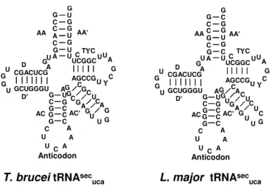 Figura 12 - Estrutura 2D prevista para os tRNA Sec  de T. brucei e L. major, identificados por busca genômica