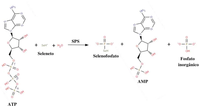 Figura 13 – Representação da reação enzimática catalisada pela selenofosfato sintetase