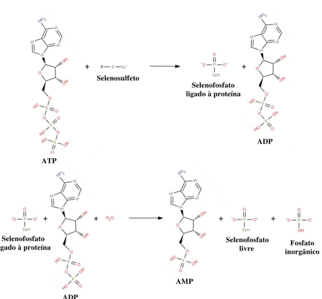 Figura 14 – Representação das duas etapas da reação enzimática catalisada pela selenofosfato sintetase