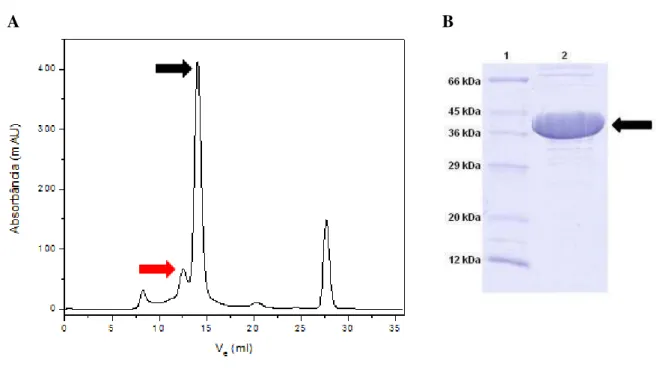 Figura 20 - Purificação da proteína SPS2 de  Leishmania major por cromatografia de exclusão de tamanho