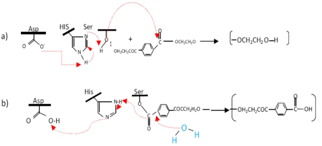 Figura 3 – Representação esquemática da hidrólise enzimática Fonte: Costa. 17