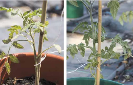 Figure 1.  Infested plant (left) and control plant (right).