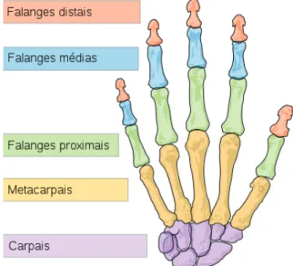 Figura 1. Estruturas ósseas da mão e punho Fonte: Wikipédia