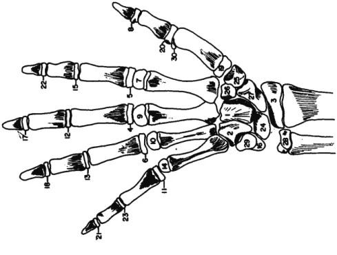 Figura 2. Ordem de aparecimento dos núcleos de ossificação da mão  e do punho. Fonte: MARCONDES, 1980, p