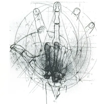 Figura 3. Representação geométrica da mão por Littler. Fonte: LITTLER, s/d, apud TUBIANA; 