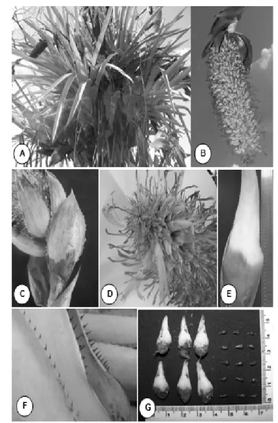 Figura 1 – Aechmea setigera Mart. ex Schult. &amp; Schult. F. A. Indivíduos sobre forófito (Arecaceae); B