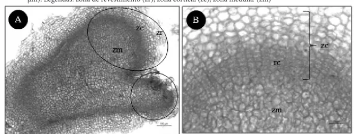 Figura 3 – Secção longitudinal de nódulos organogênicos de Aechmea setigera Mart. ex Schult