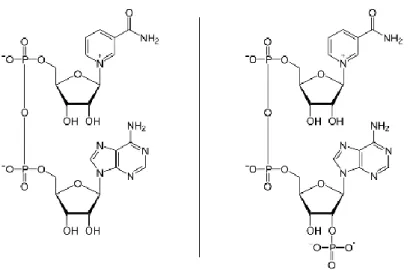 Figura  6.  Da  direita  para  a  esquerda,  as  estruturas  da  nicotinamida  adenina  dinucleotídeo,  e  da  sua  forma  fosforilada,  a  nicotinamida  adenina  dinucleótido  fosfato