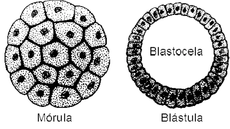 Figura  10.  O  resultado  de  uma  segmentação  total  é  uma  mórula.  A  seguir,  os  blastômeros  se  organizam  em  uma  cela  chamada  blástula