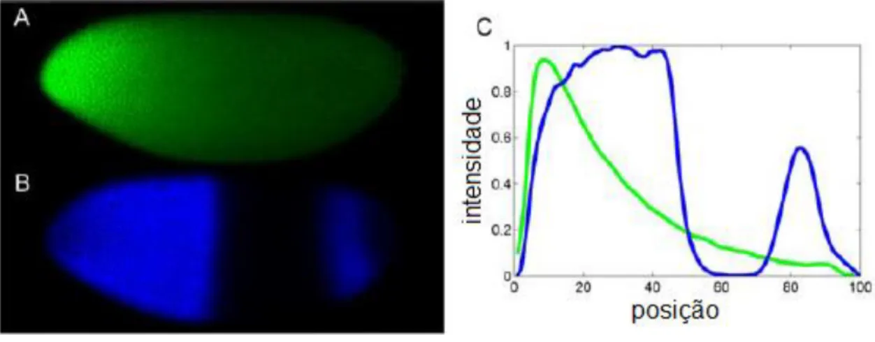 Figura 11. Marcação fluorescente das proteínas bicoid (A) e hunchback (B) ao longo  do  embrião