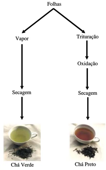 FIGURA 1 - Esquema de obtenção do chá verde e chá preto FolhasFolhasVaporVaporSecagemSecagemTrituração TrituraçãoOxidaçãoOxidaçãoSecagemSecagemChá Verde