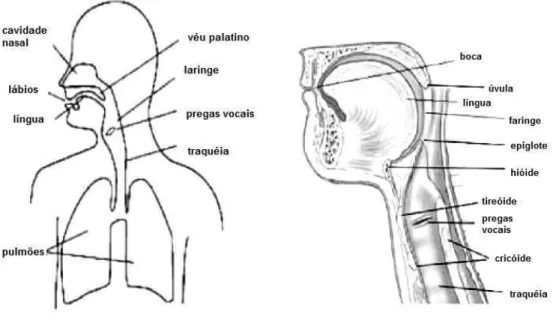 Figura 2.2: [esquerda]: vis˜ao b´asica do sistema de produc¸˜ao de voz humana;