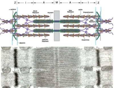 Figura 1: Estrutura do sarcômero. Ilustração superior representa as proteínas miofibrilares actina (actin) e  miosina (myosin) juntamente com seus componentes na sua disposição longitudinal, com o filamento de  titina, em lilás (titin filament), na banda Z