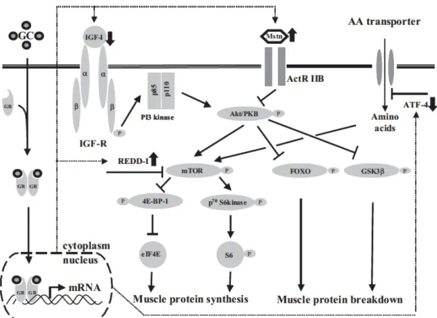 Figura  3:  Esquema  representativo  da  sinalização  envolvida  na  atrofia  muscular  induzida  por  glicocorticoide