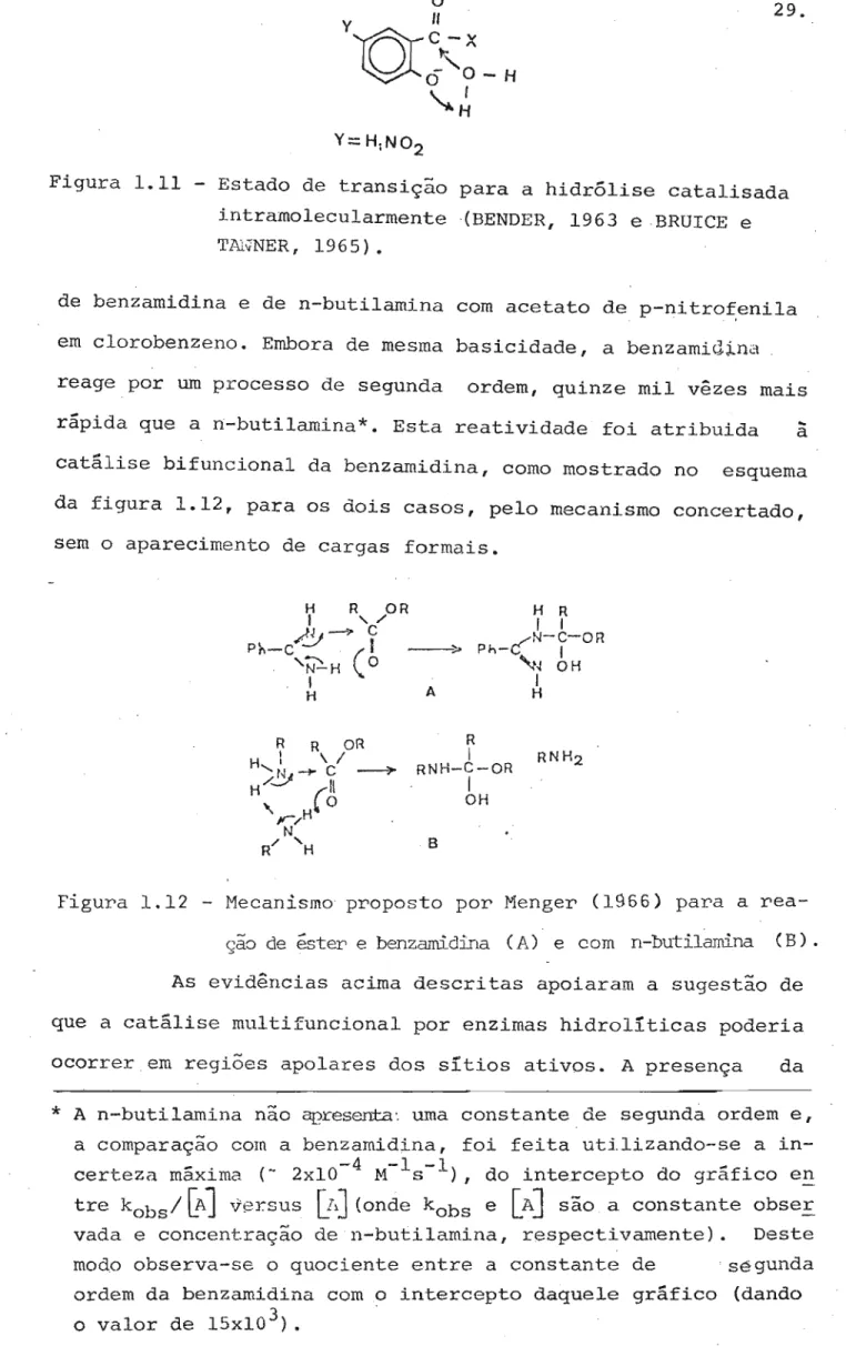 Figura 1.11 - Estado de transição para a hidrólise catalisada intramolecularmente '(BENDER, 1963 eBRUICE e
