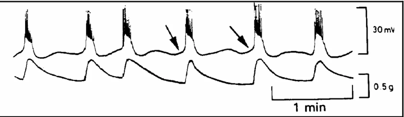 FIGURA  2.  Potencial  de  membrana  (superior)  e  contrações  uterinas  (inferior)  registradas  simultanemente no miométrio circular no 31 0  dia de prenhez em cobaios