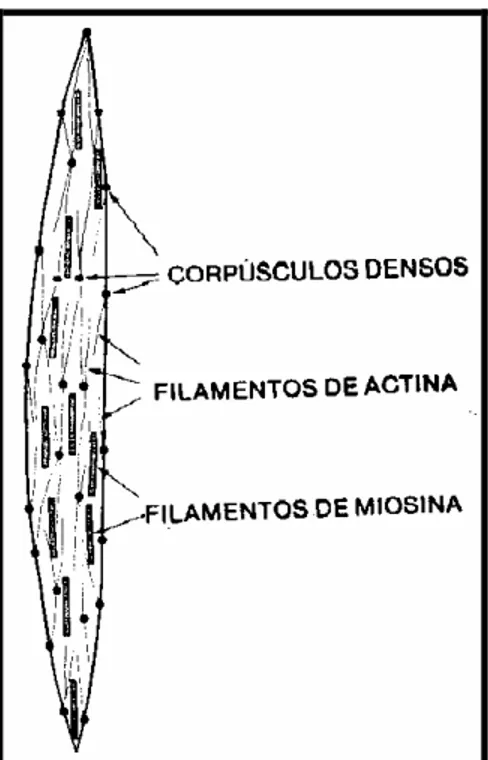 FIGURA 3. Disposição dos filamentos de actina e miosina na célula muscular lisa. (GUYTON, 1988) 