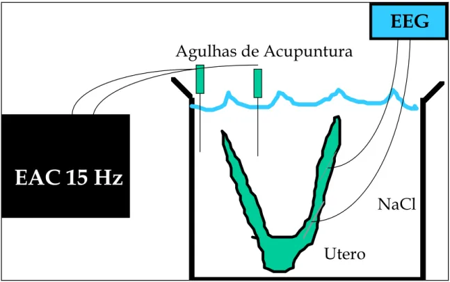 FIGURA  6.  Esquema  do  experimento  in-vitro.  A  eletroestimulação  foi    aplicada  na  solução  fisiológica, como em um CEBF