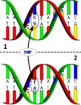 Figura 1.1: A molécula de DNA 1 difere da molécula de DNA 2 em apenas um par de base do fragmento (polimorfismo C/T)