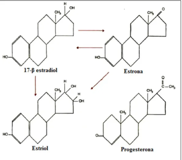 Figura 03 - Estrógenos e progesterona endógenos. Adaptado de GUYTON &amp; 