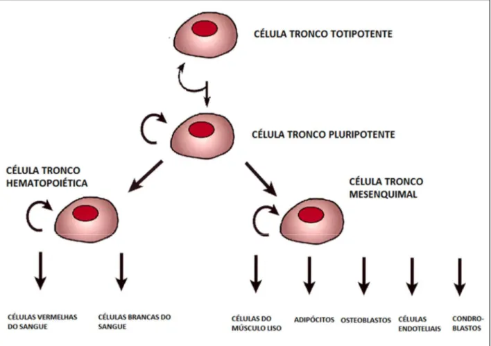 Figura 05 - Representação esquemática da diferenciação e auto renovação das  células tronco mesenquimais e hematopoiéticas