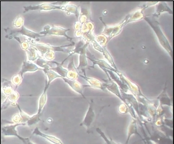 Figura 07 –  Cultura de osteoblastos em placa antes da confluência  celular, visualizado em microscópio de fase invertida (Axiovert 25, Carl  Zeiss, Germany)