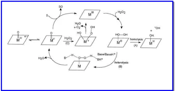 Figura 14: Possíveis etapas de reação na ativação de H 2 O 2  por metaloporfirinas: 