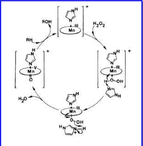 Figura 15: Possível ciclo catalítico para a oxidação de hidrocarbonetos por H 2 O 2